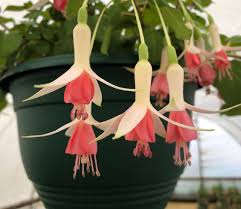 Fuchsia Hybrid "Hidcote Beauty" Waxy cream sepal, Pastel salmon pink, Trailer