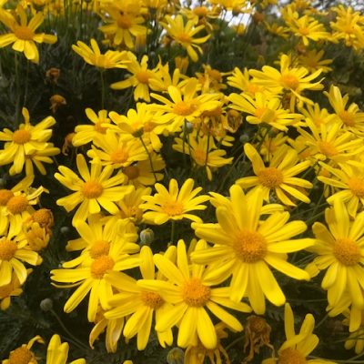 Euryops pectinatus2 Euryops pectinatus or Yellow Marguerite