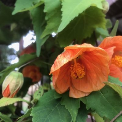 Orange abutilon hybridum