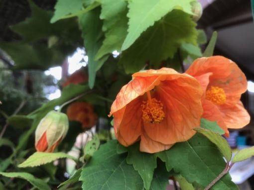 Orange abutilon hybridum