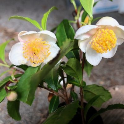 Camellia sinensis foliage tea plant