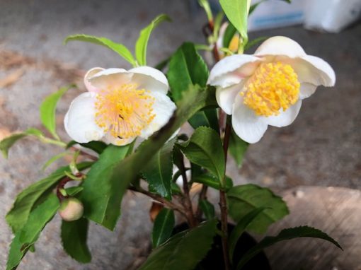 Camellia sinensis foliage tea plant