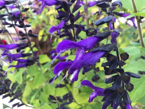 Salvia guarnitica Black Blue