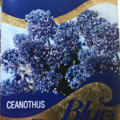 Ceanothus Blue Pacific Californian Lilac