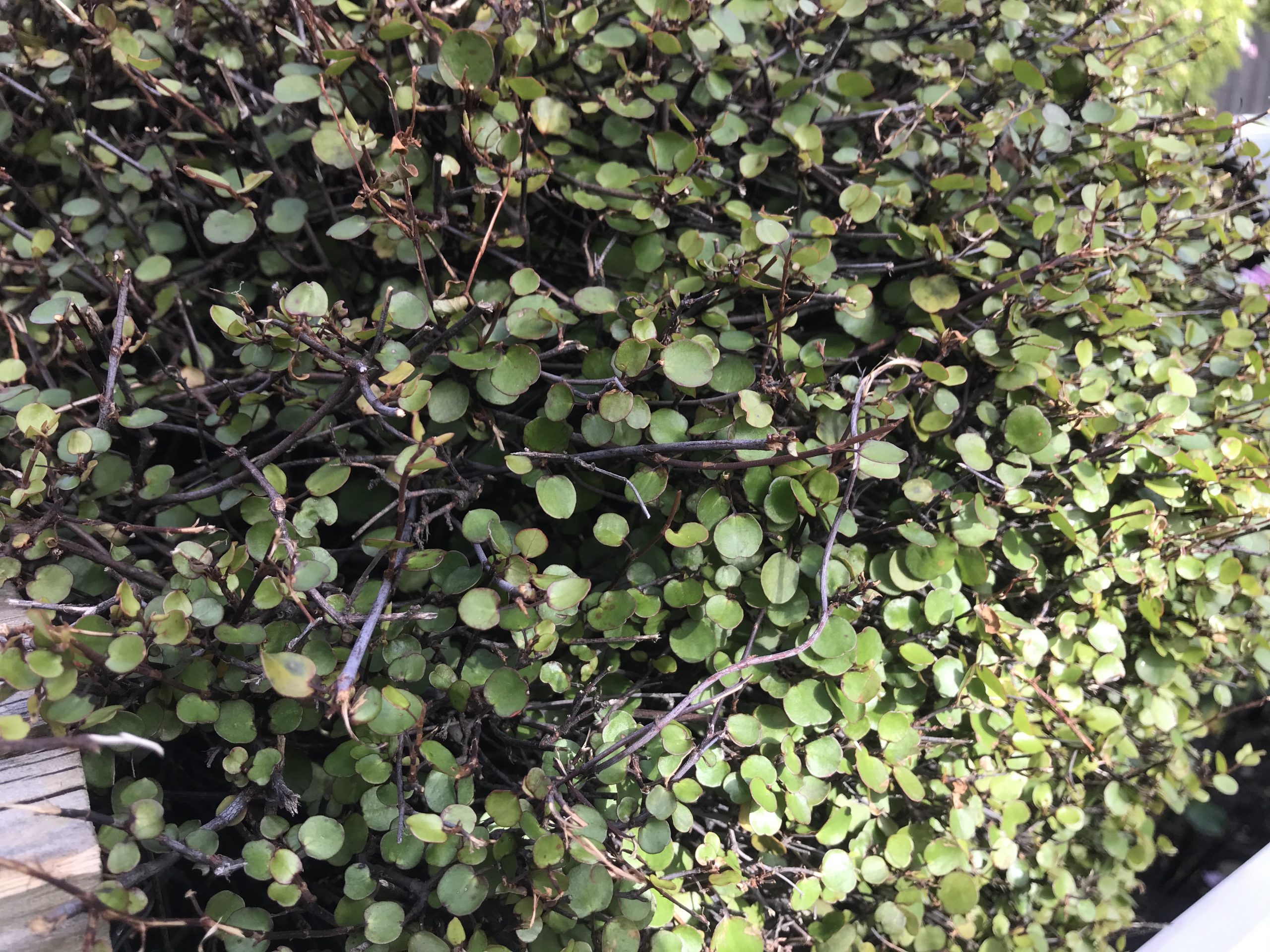 Muehlenbeckia complexa – Maidenhair / Wire Vine. Great Topiary / Screen  plant. Delv from mid Sept 2022 | Brenlissa Online Nursery