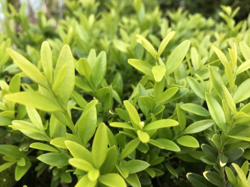 Buxus sempervirens longifolia