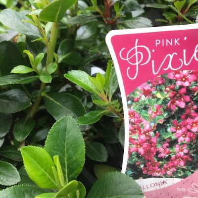 Escallonia pink pixie2