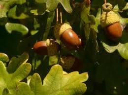 Quercus-robur-acorns English OAK